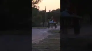 #camel #cart owner #family #returns from #field in evening with full #speed