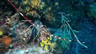 Une jolie langouste sur le Tombant d'Escampo