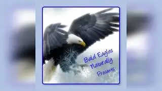 NADC EAGLE NEST 2.29.20 HAWK HAS CLOSE ENCOUNTER OF THE EAGLE KIND