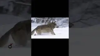 Wayra Ly-O-Lay Aleloya🦅 m&uacute;sica Xam&acirc;nica🐻