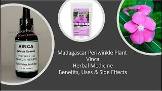 Madagascar  Periwinkle plant - Vinca - Herbal Medicine - Benefits, Uses & Side Effects