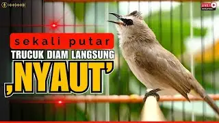 🛑PANCINGAN TRUCUKAN GACOR ROPEL PANJANG | MASTERAN TRUCUKAN BAHAN SUPAYA CEPAT NYAUT BUNYI GACOR