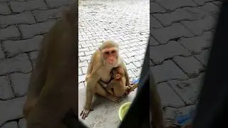 dudhu piyenge hum #monkeyvideo #bandar #monkey