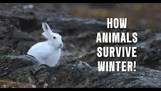 Winter Wonderland | How Animals Survive Winter! ❄️