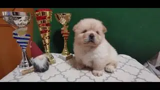 tutiszigeti #Csau Csau #kiskutya #Chow Chow kennel canisa 6 seven #Europa #puppy