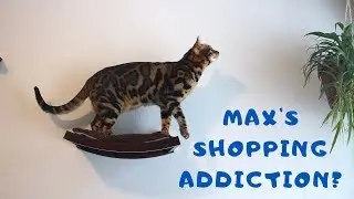 New Cat Ledge