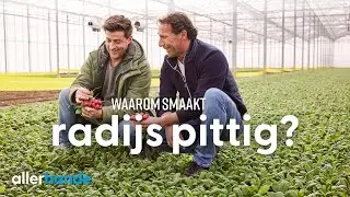 Waarom smaken radijsjes pittig? | Lekker uit Nederland | Allerhande