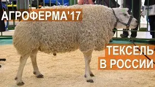 Овцы породы Тексель в России. Выставка АгроФерма-2017