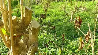 Why is Coffee Tree Pruning Necessary?