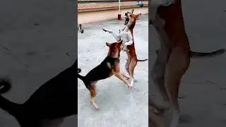 dog fight for mating #dogfight #dog #dogs #animals #wildlife #trending #shorts
