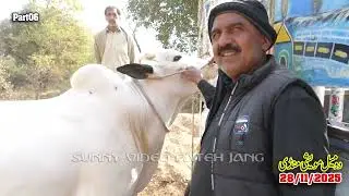 Today Domail Mandi Fatehjang Rate&rsquo;s update28/Nov.2025-Part06Sunny Video Fateh Jang Cow Mandi 2025