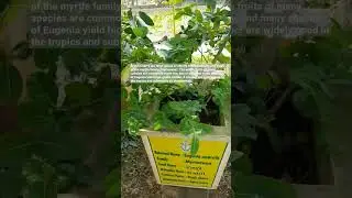 Brush Cherry (Eugenia Australi) #medicine #homeopathy #shorts