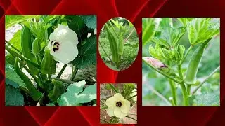 THE FASTEST WAY TO GROW OKRA NOBODY TALKS ABOUT