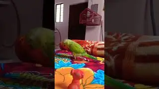 PARROT 😂playing with dog toy #youtubeshorts #shorts #viral #funny #funnyvideo #reels #talkingparrot