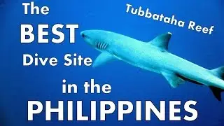 The Best Dive Site in the Philippines