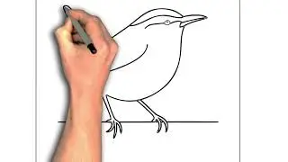 Carolina wren drawing easy | Bird drawing tutorial | How to draw Offers a clean, beginner