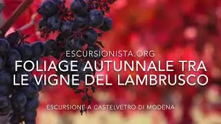 Foliage autunnale nelle vigne del Lambrusco, escursione sulle colline modenesi