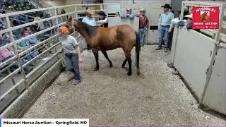 Missouri Horse Auction  Springfield, MO
