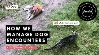 Encountering Dogs When Walking Your Cat &ndash; Supakit Community Experts