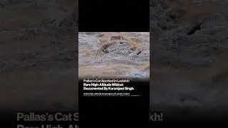 Hidden Treasure of the Himalayas :Pallas&rsquo;s cat captured on Camera #animals #pallascat #himalayas