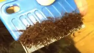 SERIOUS Flea Infestation: Noah's Ark Companion Animal Hospital