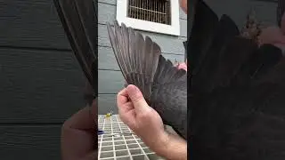 Can the sun damage feathers? Yes. #pigeon #kalapati #pigeonracing #paloma #kabootar #keratin