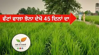 ਦਿਲ ਜਿੱਤਦਾ ਇਹ ਝੋਨਾ ਜੌ ਵੱਟਾਂ ਤੇ ਲੱਗਿਆ• Farmers are happy with paddy on rigdes techniques