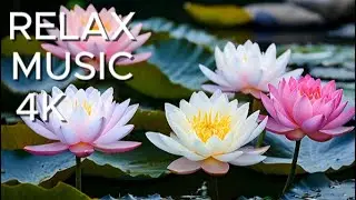 Tranquil Lotus Pond | 4K Relaxing Music and Nature Sounds for Meditation
