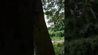 Rrtf