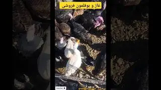 بوقلمون 400😧 غاز 450 😬تو جمعه بازار حیوانات 🤠| #animalshorts #turkey #goose #بوقلمون #غاز #رضا_ناصری