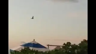 Cute Flying Fox (Fruit Bat) Eating Fruit at Kandima Maldives 🦇🌴 | Maldives Wildlife