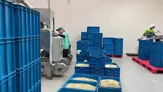 50-Ton Cashew Processing Plant in Nigeria – High Efficiency & Automation! 🌰