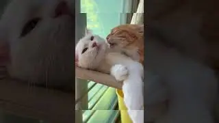 Purrfectly In Love: A Tale of Two Amorous Cats  #catlovestory #cutenessoverload