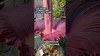 Visitors line up to see and smell a corpse flower&rsquo;s stinking bloom in San Francisco