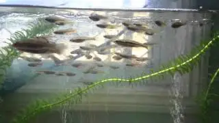 Australian pacific blue eye fish
