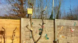 4K Bird Feeder Cam, Woodpecker Visit, Belgian Garden Birds, Natural Sounds, 3.5 Hours