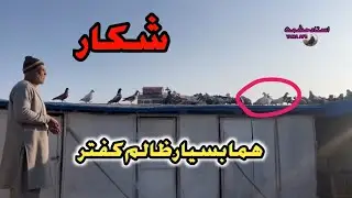 شکار.  هما بسیار ظالم کفتر ببيند او لذت ببرید
