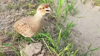 top 10 teetar ki awaaz grey francolin top sounds