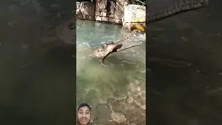 ye kya magarmach hai yaar #crocodile #janawar#trending #youtubeshorts #shortvideo