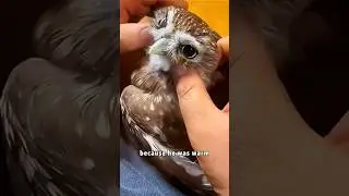 Polite baby owl #rescue #animals #shortvideo