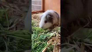 Sweet Guinea pig Pistachio