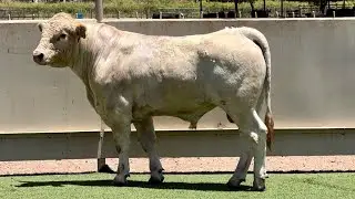 J&J Cattle Co:  Lot #6529 Charolais Bull