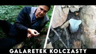 Galaretek Kolczasty - żelki z lasu!