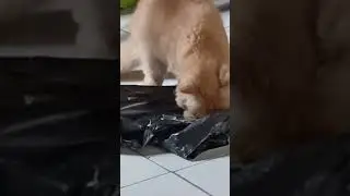 The CAT just Eating #cat #funnycat #shorts