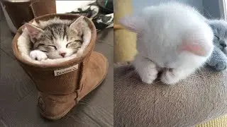 Silly Cute Dog & Cat Compilation #31 | CuteVN
