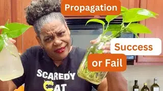Indoor Plant Propagation!  An Accidental Experiment Which Worked Best?