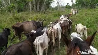 levando as bezerradas no curral pra fazer ivermectina e vitamina..