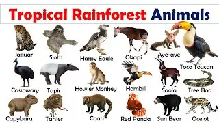 Tropical Rainforest Animals Names and Pictures in English | Rainforest Animals | Near Education