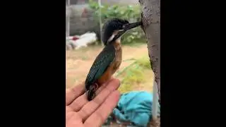 Kingfisher Bird Stuck in Tree 🌳🐦