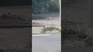 small birds looking for food